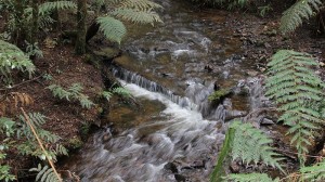 Support for the proposal of a new Victorian national park grows - ABC Gippsland Vic - Australian Broadcasting Corporation